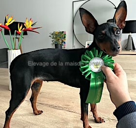 V'lily (Sans Affixe)