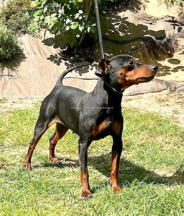 Ruby du Pirou