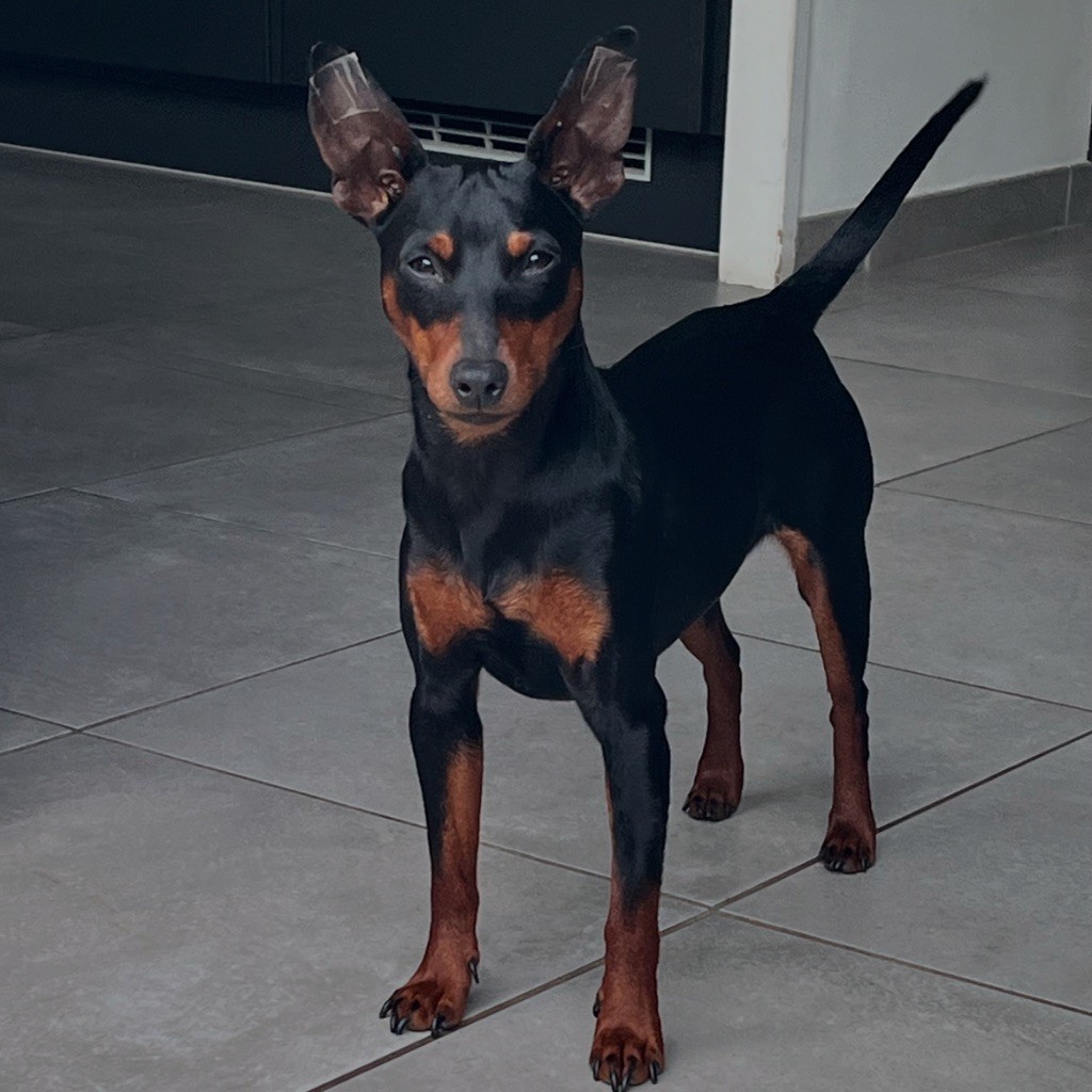 Vick (Sans Affixe)