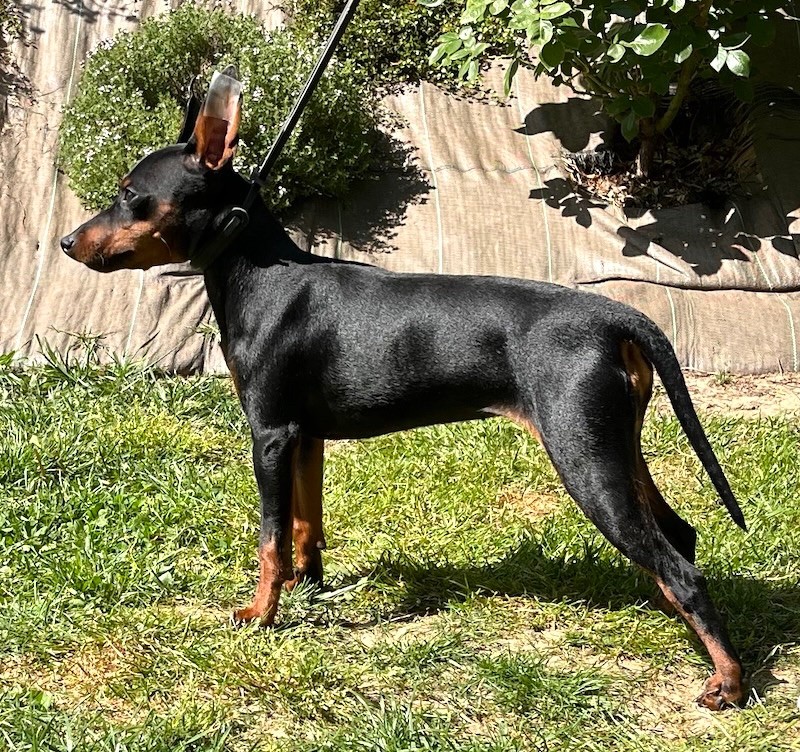 V'lily (Sans Affixe)