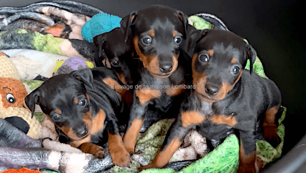 Portées prévues pour 2026