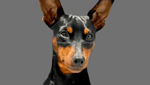 Saillie pinscher nain L.O.F. : Conditions et Tarif