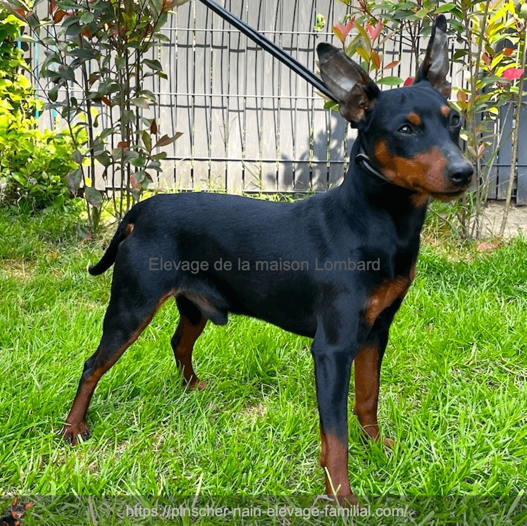 Saillie pinscher nain L.O.F. : Conditions et Tarif